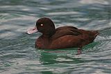 New Zealand Scaup